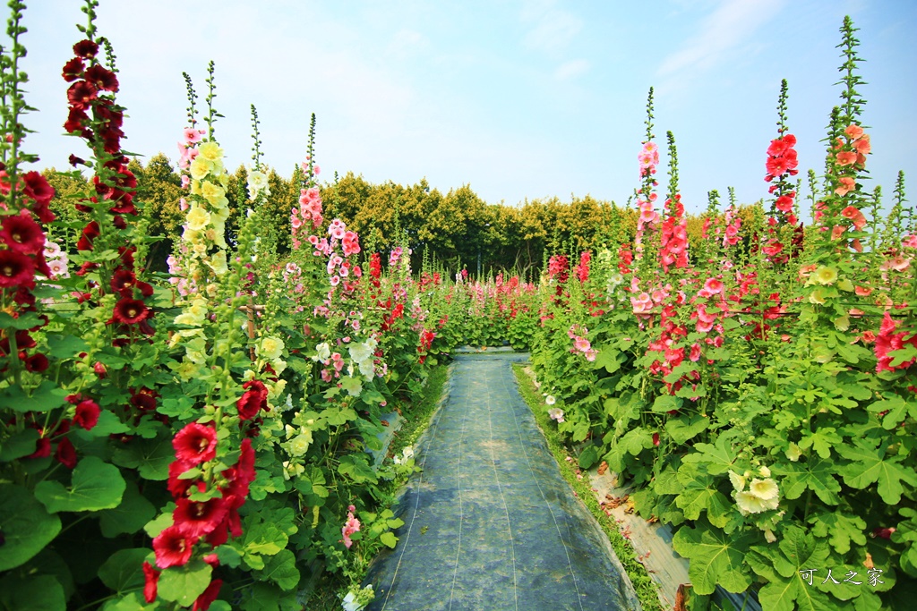 2020彰化員林蜀葵花,彰化員林巨人迷宮花海