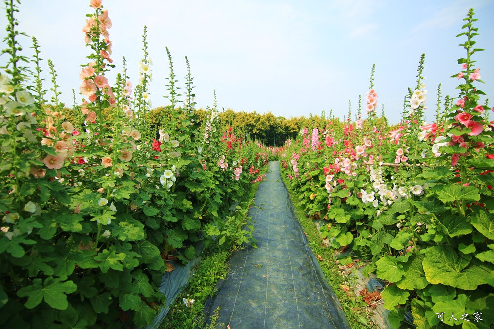 2020彰化員林蜀葵花,彰化員林巨人迷宮花海