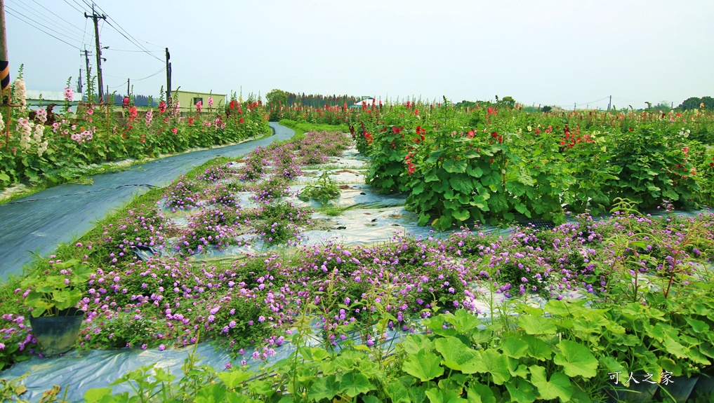 2020彰化員林蜀葵花,彰化員林巨人迷宮花海