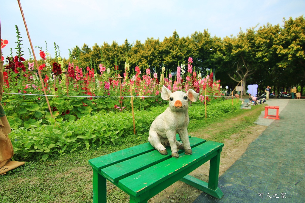 2020彰化員林蜀葵花,彰化員林巨人迷宮花海