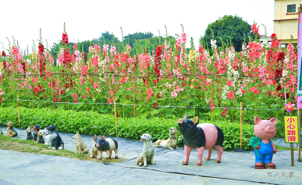 2020彰化員林蜀葵花,彰化員林巨人迷宮花海