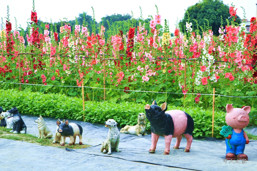 2020彰化員林蜀葵花,彰化員林巨人迷宮花海