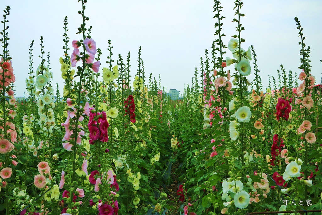 2020彰化員林蜀葵花,彰化員林巨人迷宮花海