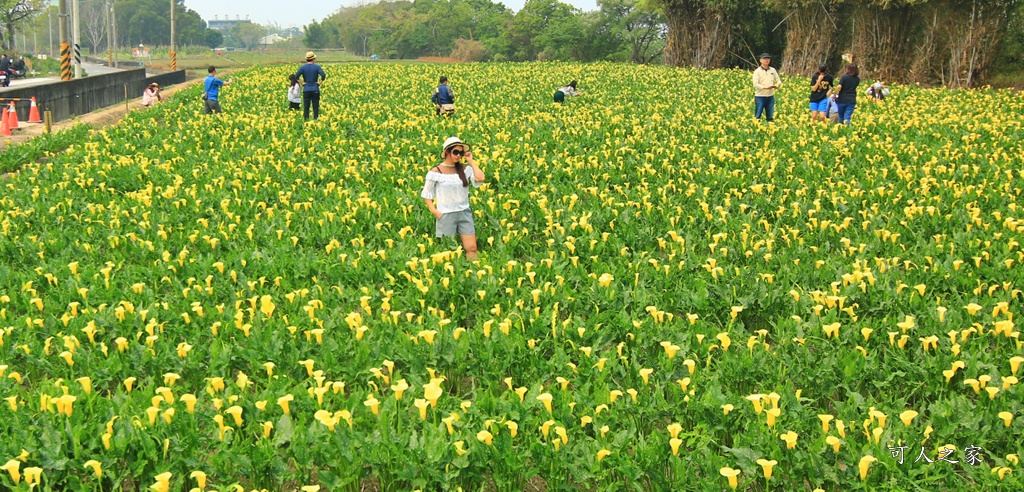 台中外埔,外埔海芋花田