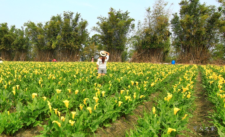 台中外埔,外埔海芋花田