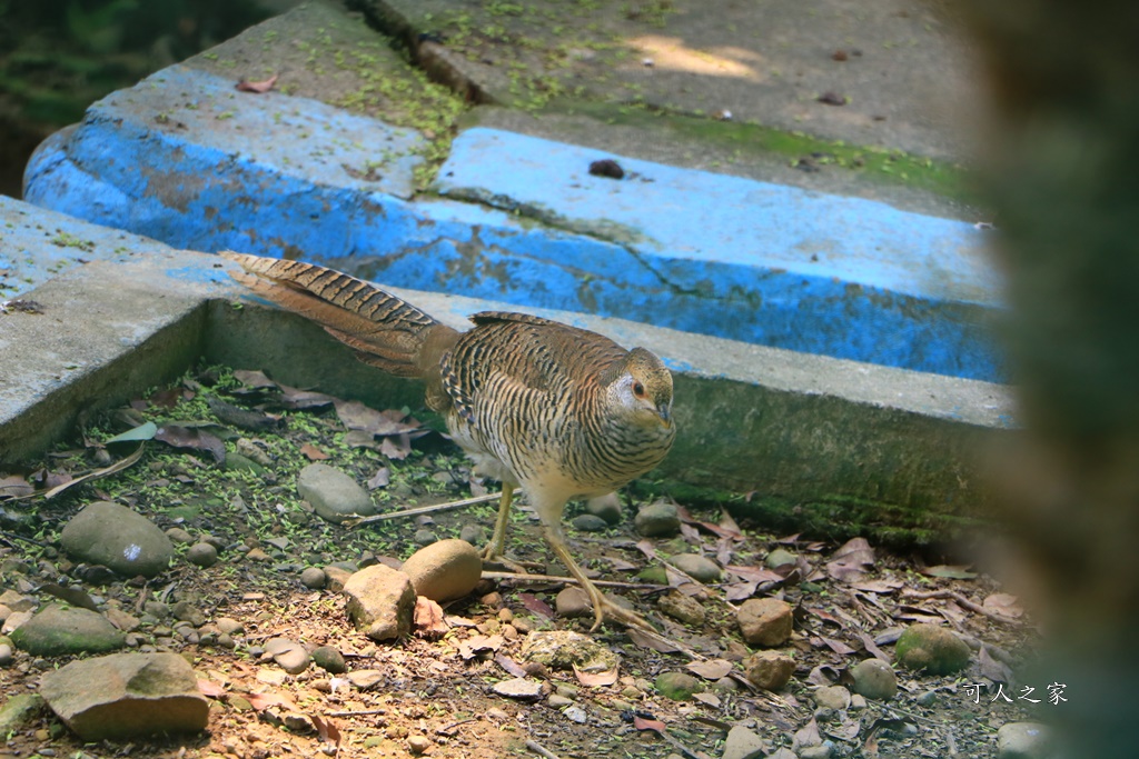 品園、美麗的好花園、鳥園、落羽松林