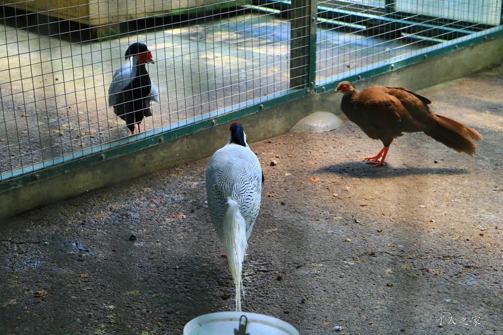 品園、美麗的好花園、鳥園、落羽松林