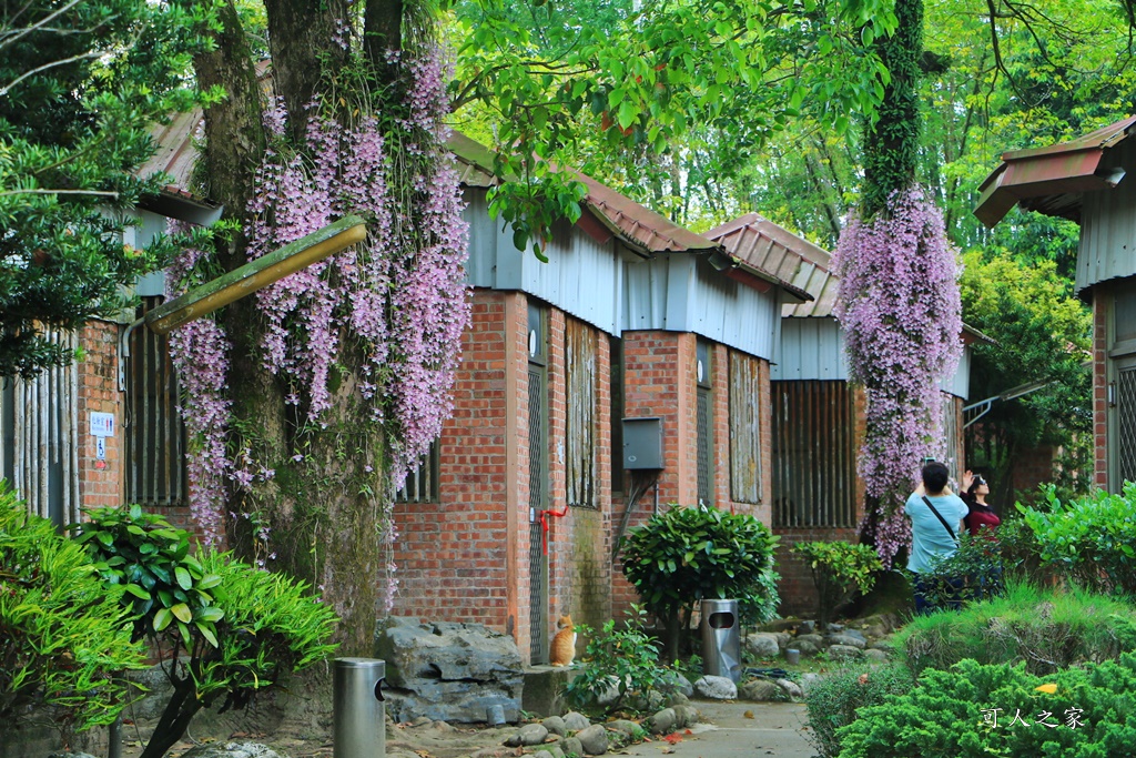 嘉義佳鄉庭園餐廳、石斛蘭花