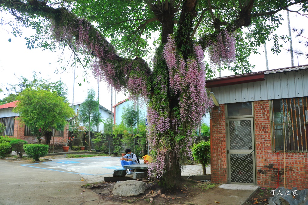 嘉義佳鄉庭園餐廳、石斛蘭花