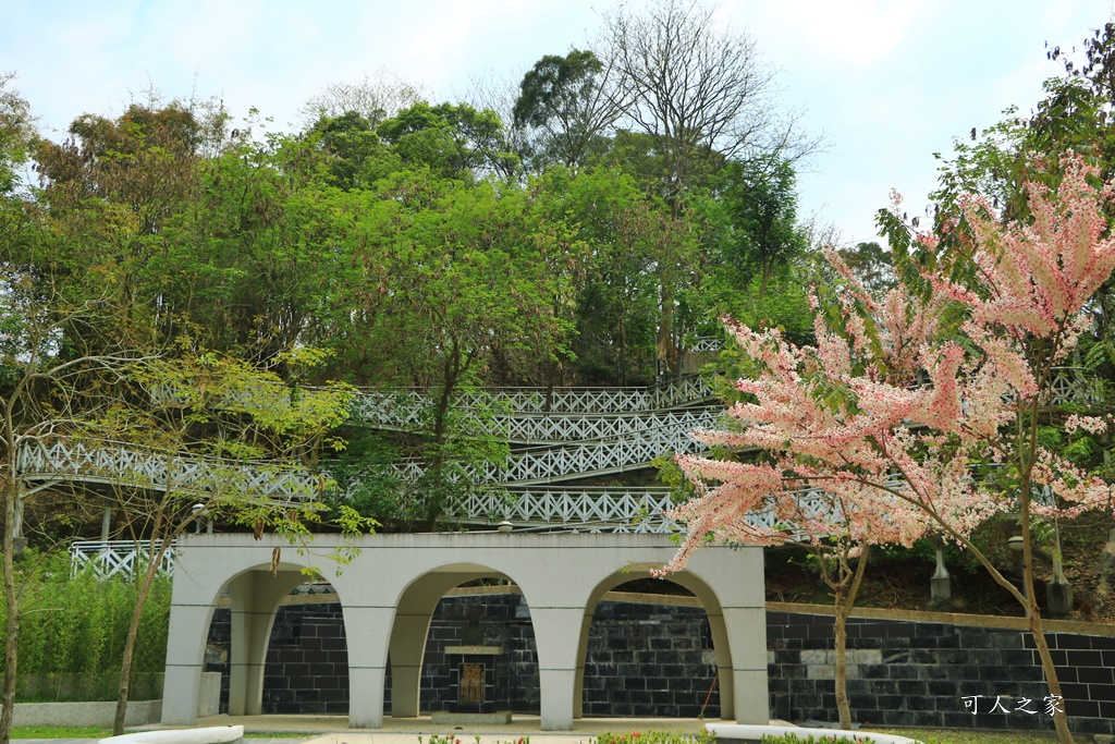 2020嘉義花旗木,嘉義竹崎公園花旗木