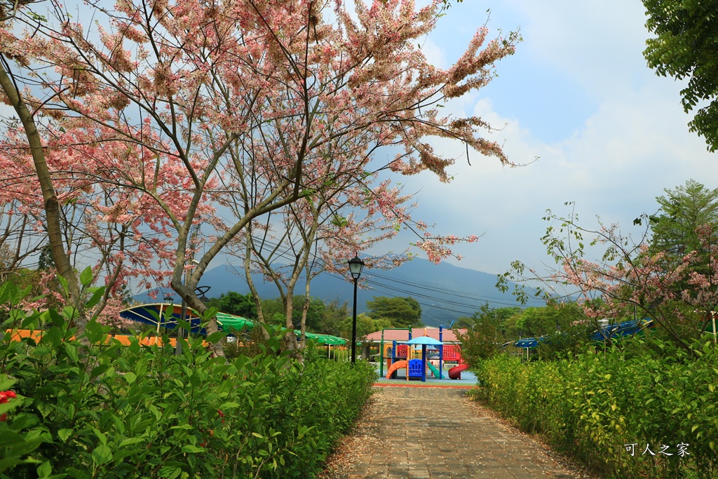 2020嘉義花旗木,嘉義竹崎公園花旗木