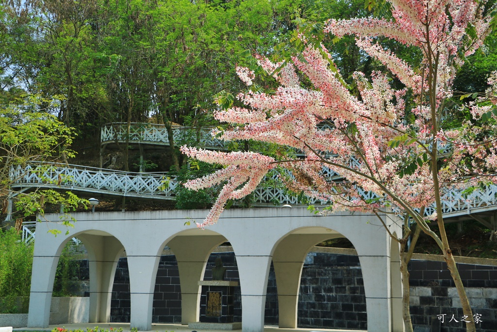 2020嘉義花旗木,嘉義竹崎公園花旗木