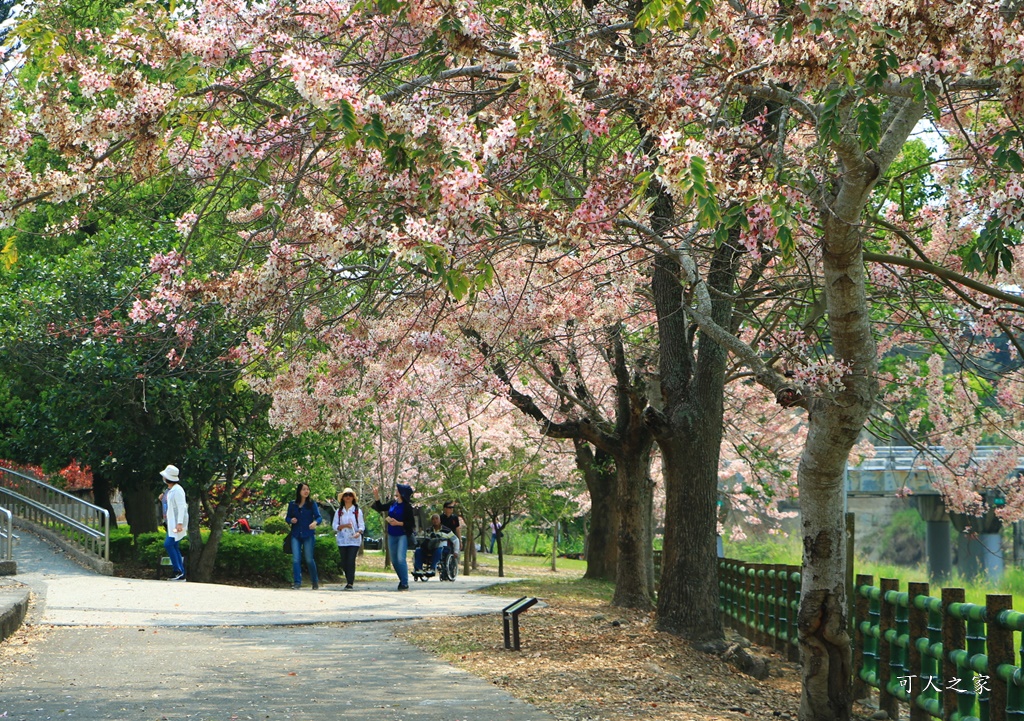 2020嘉義花旗木,嘉義竹崎公園花旗木