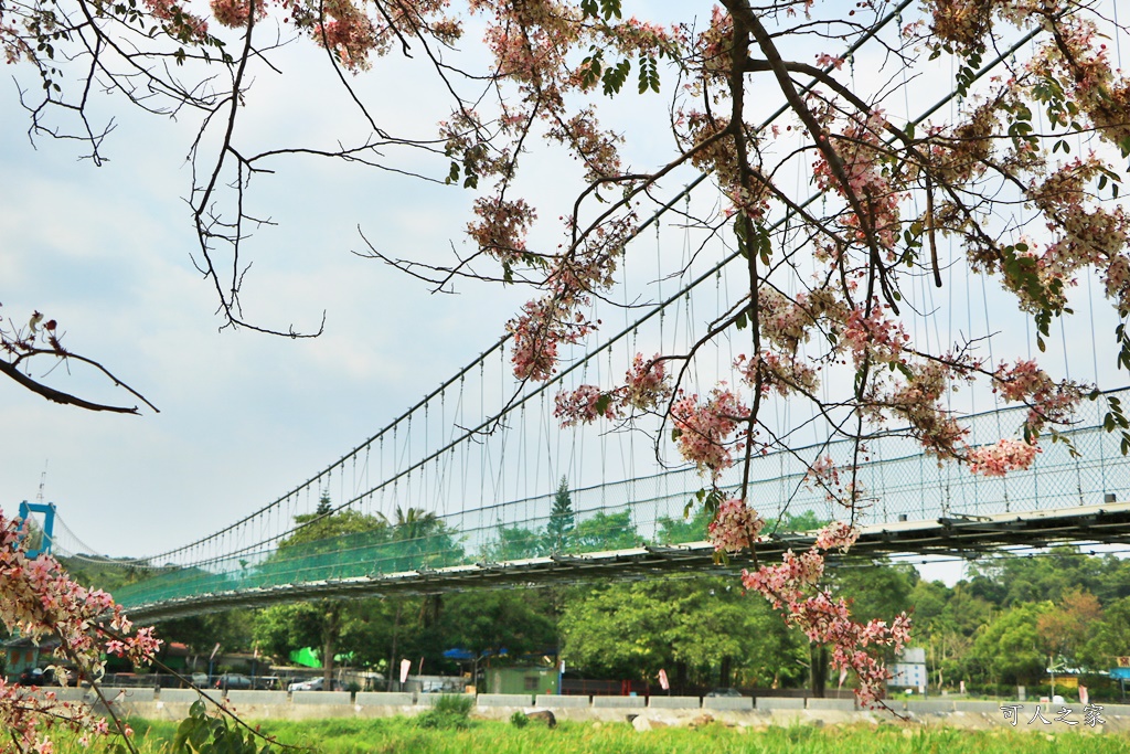 2020嘉義花旗木,嘉義竹崎公園花旗木