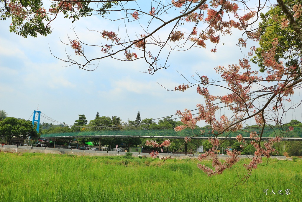 2020嘉義花旗木,嘉義竹崎公園花旗木