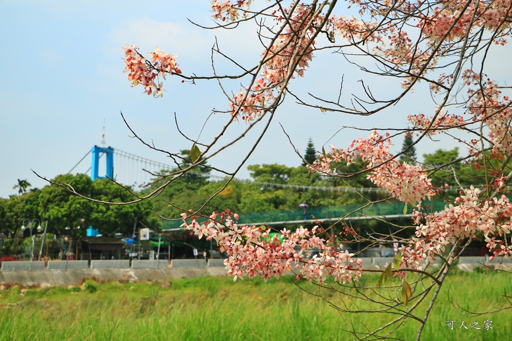 2020嘉義花旗木,嘉義竹崎公園花旗木