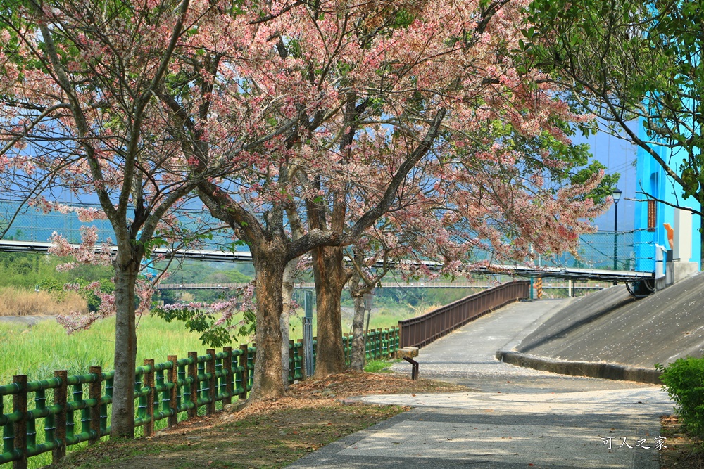 2020嘉義花旗木,嘉義竹崎公園花旗木