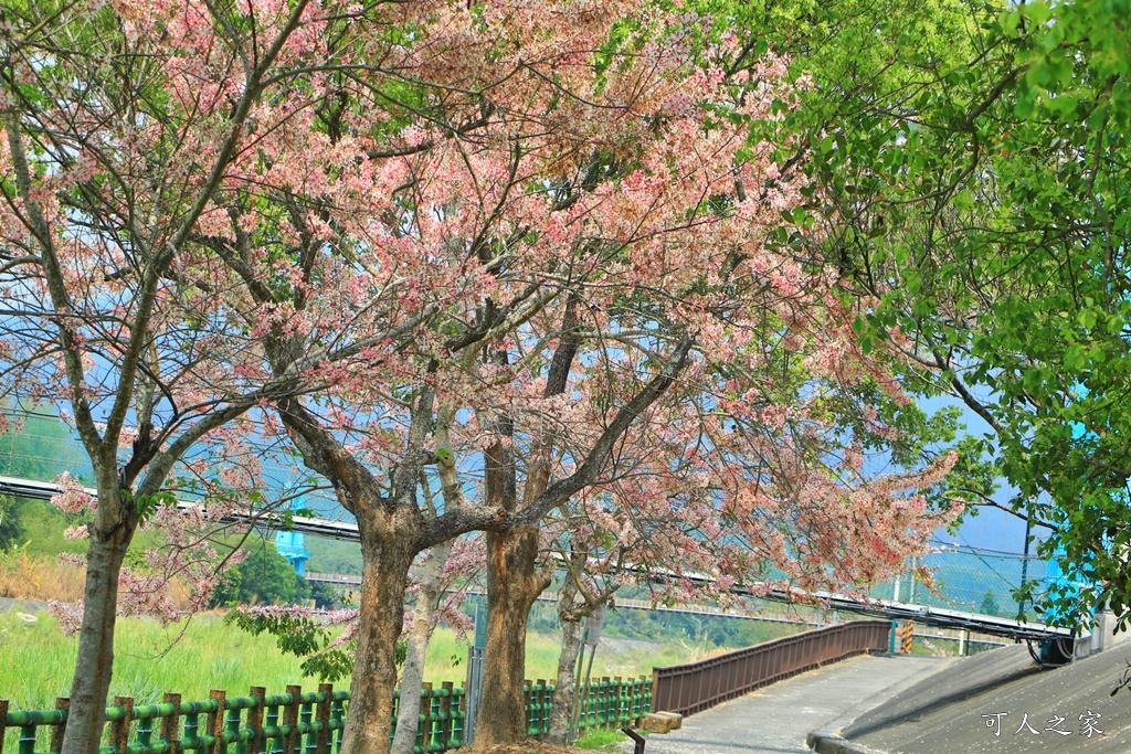 2020嘉義花旗木,嘉義竹崎公園花旗木