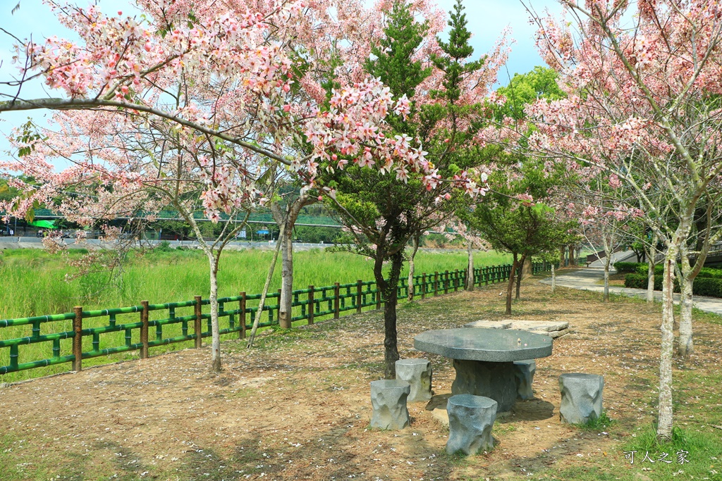 2020嘉義花旗木,嘉義竹崎公園花旗木