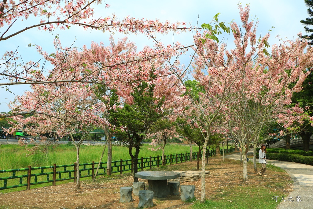 2020嘉義花旗木,嘉義竹崎公園花旗木