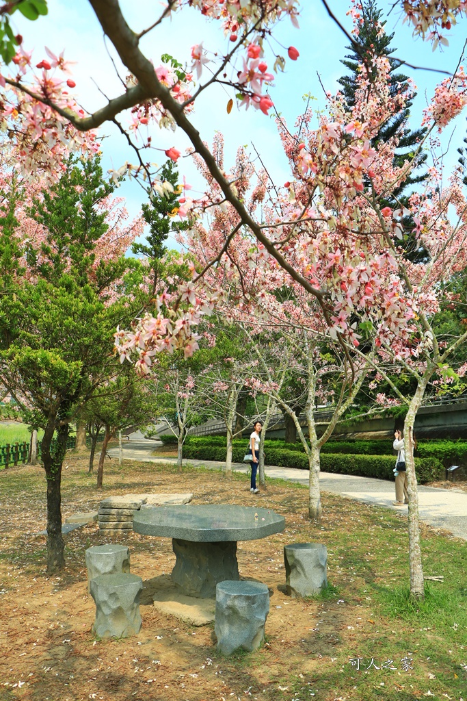 2020嘉義花旗木,嘉義竹崎公園花旗木