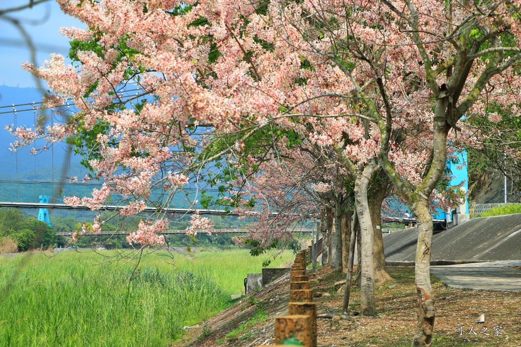 2020嘉義花旗木,嘉義竹崎公園花旗木