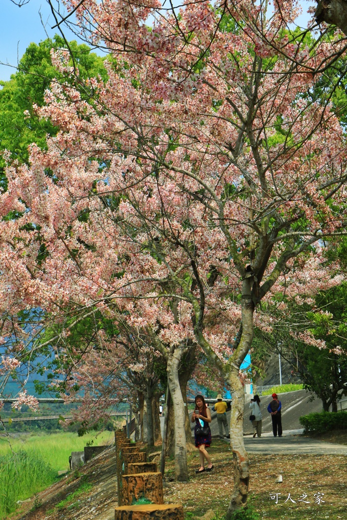 2020嘉義花旗木,嘉義竹崎公園花旗木