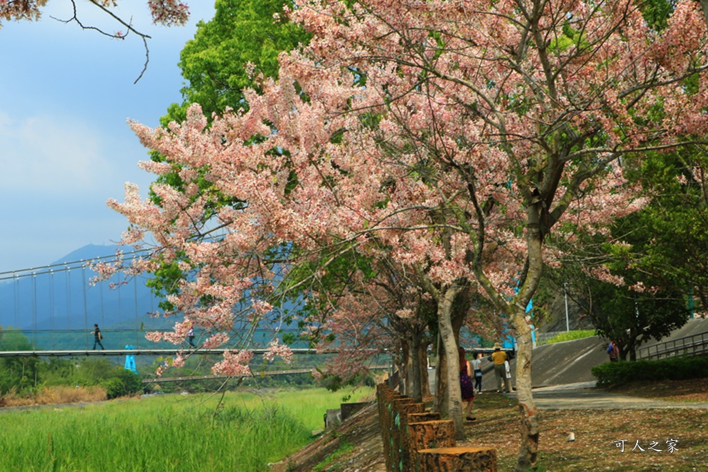 2020嘉義花旗木,嘉義竹崎公園花旗木