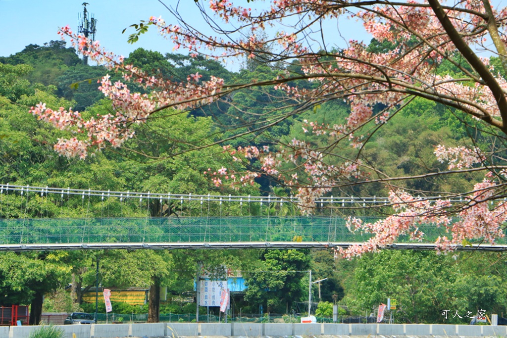 2020嘉義花旗木,嘉義竹崎公園花旗木