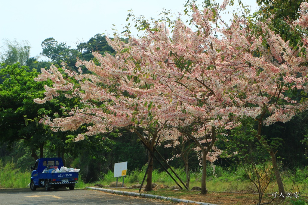 2020嘉義花旗木,嘉義竹崎公園花旗木