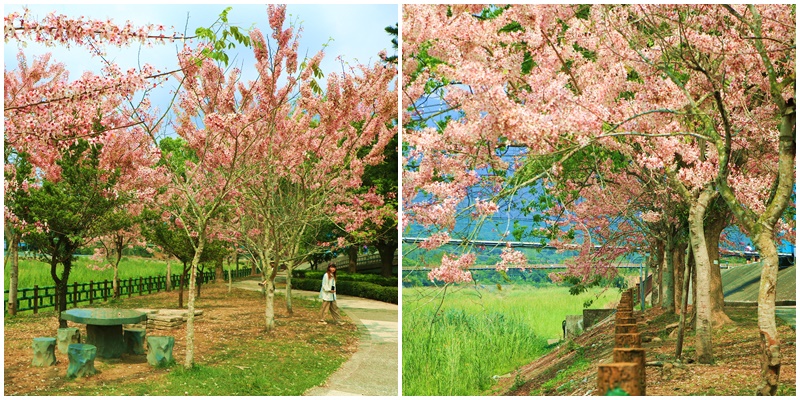 2020嘉義花旗木,嘉義竹崎公園花旗木 @可人之家