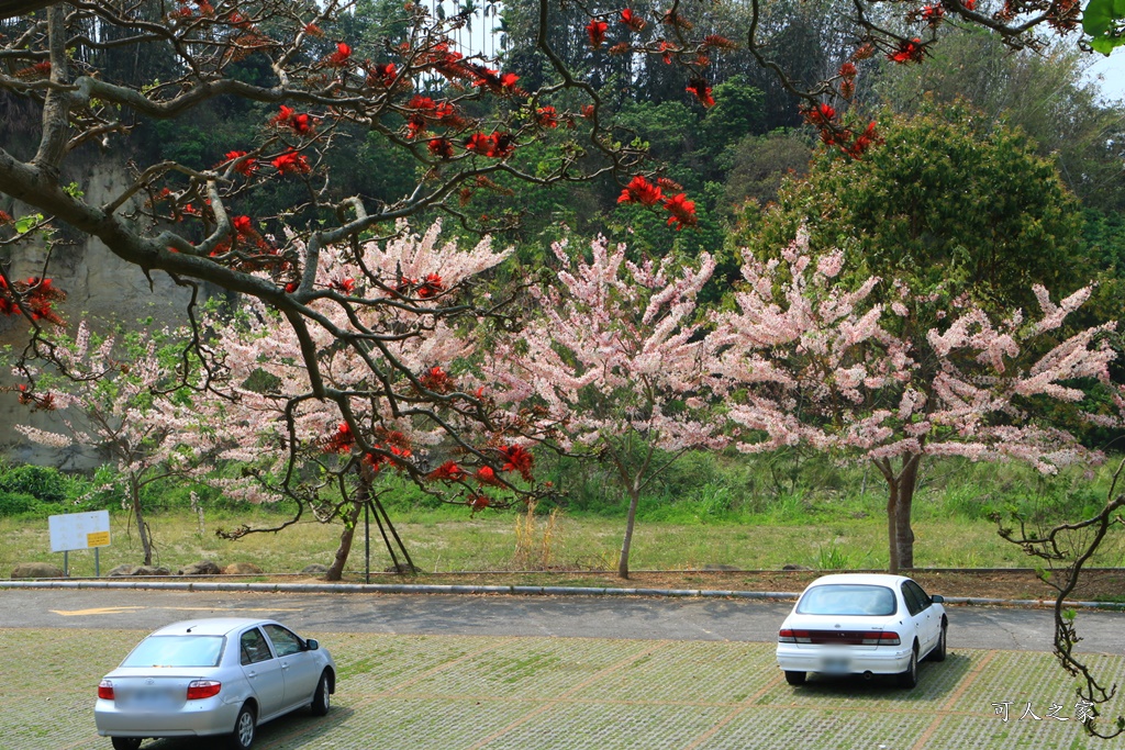 2020嘉義花旗木,嘉義竹崎公園花旗木