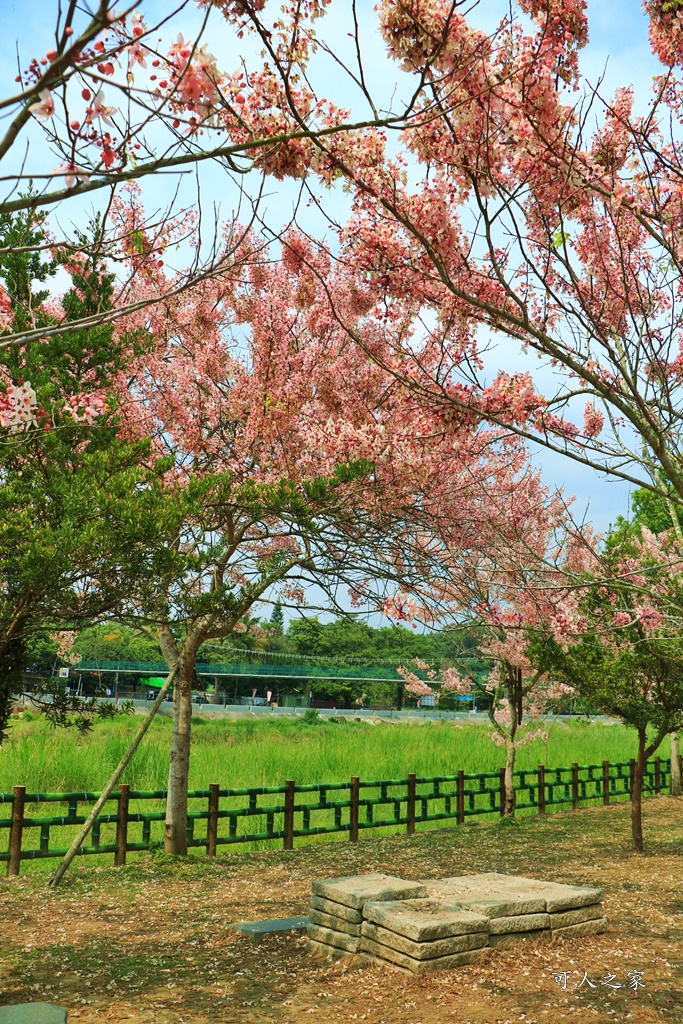 2020嘉義花旗木,嘉義竹崎公園花旗木