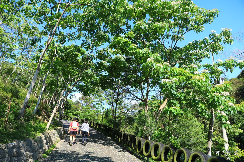 彰化員林出水坑桐花秘境、桐花高鐵、2020彰化桐花季、賞桐步道、彰化親子一日遊