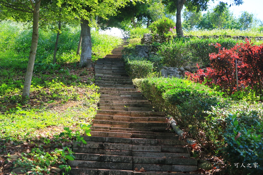 南投蚊香茶園 同心雙圓茶園 梯田景觀