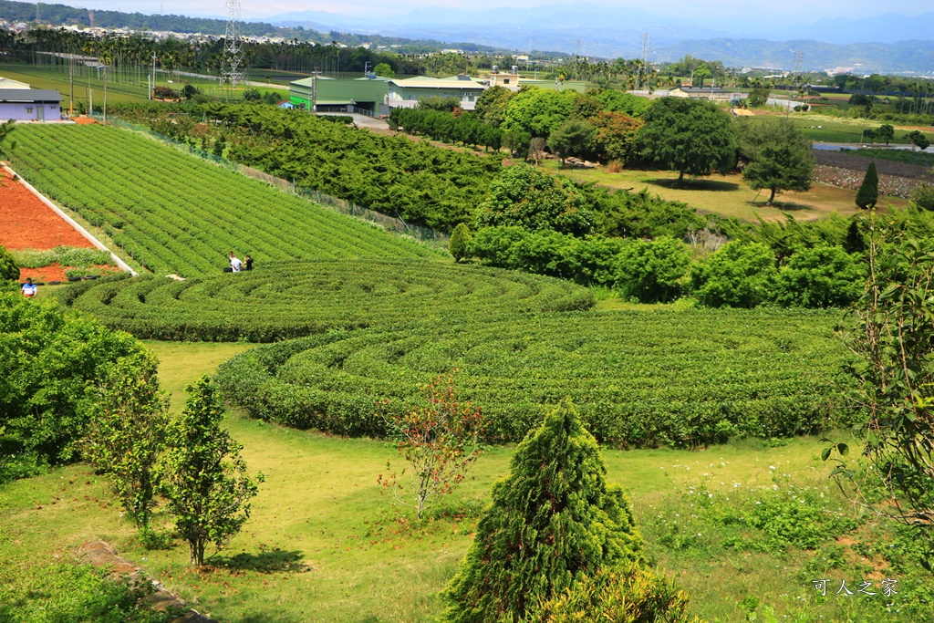 南投蚊香茶園 同心雙圓茶園 梯田景觀