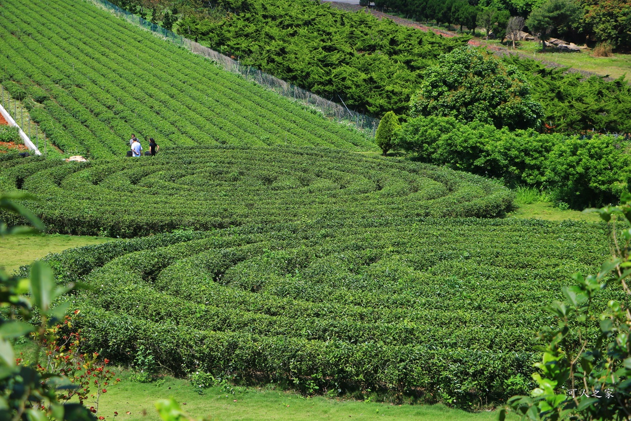 南投蚊香茶園 同心雙圓茶園 梯田景觀