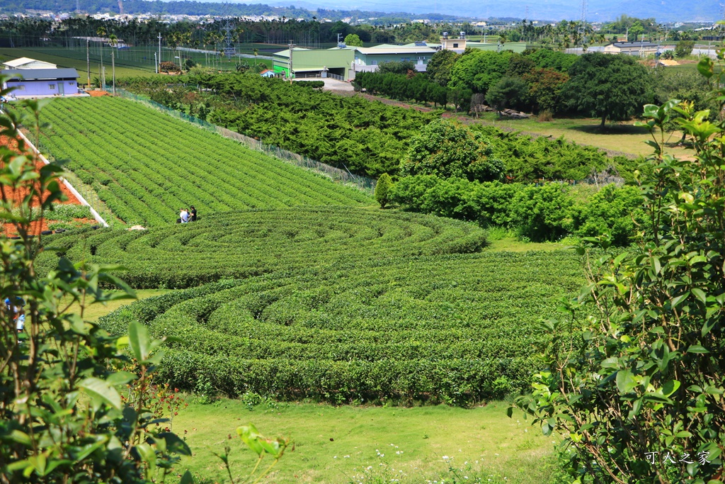 南投蚊香茶園 同心雙圓茶園 梯田景觀