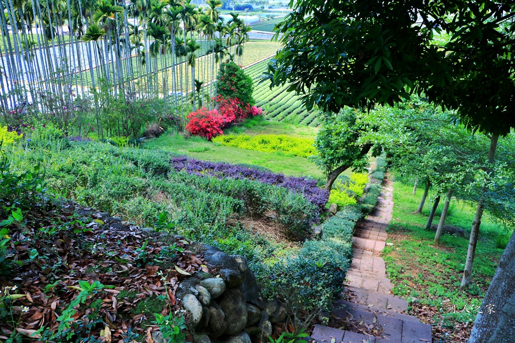 南投蚊香茶園 同心雙圓茶園 梯田景觀