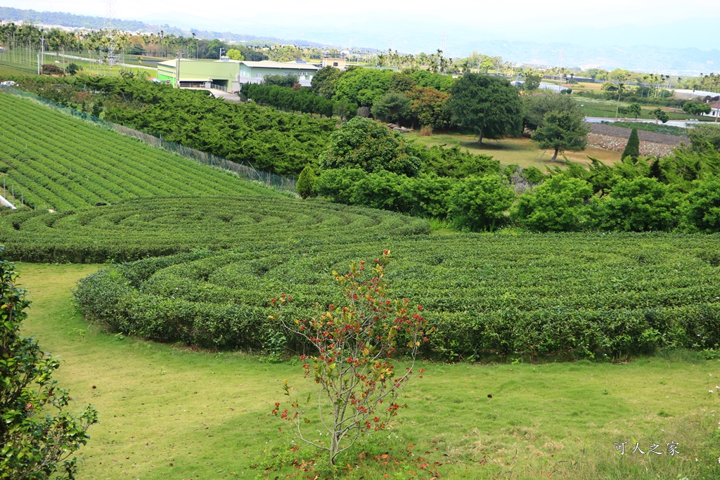 南投蚊香茶園 同心雙圓茶園 梯田景觀