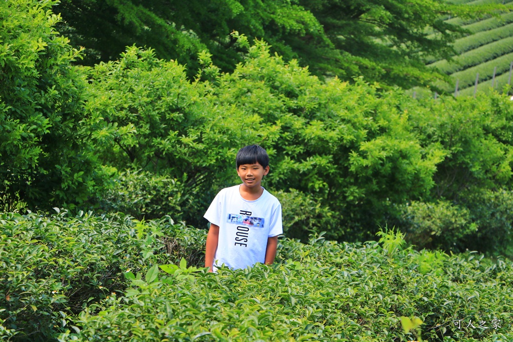 南投蚊香茶園 同心雙圓茶園 梯田景觀