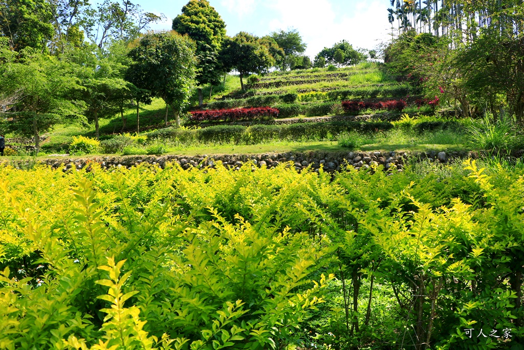 南投蚊香茶園 同心雙圓茶園 梯田景觀