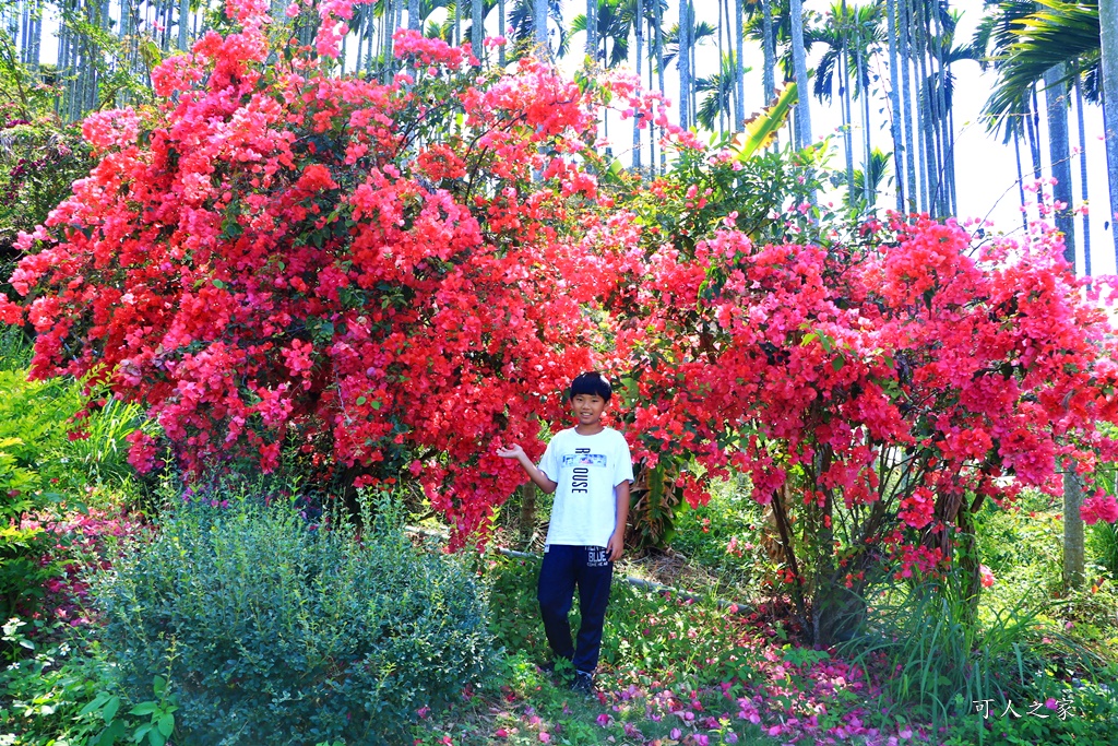 南投蚊香茶園 同心雙圓茶園 梯田景觀