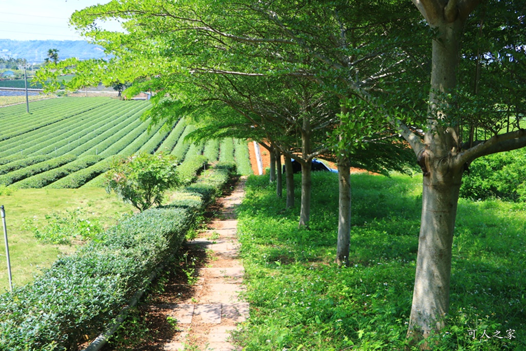 南投蚊香茶園 同心雙圓茶園 梯田景觀