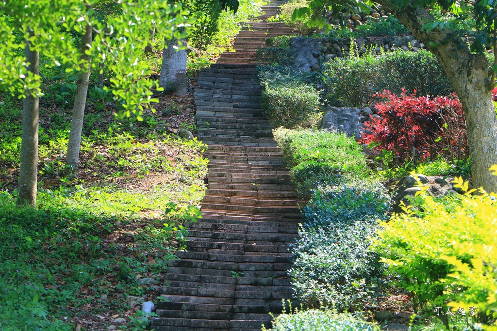 南投蚊香茶園 同心雙圓茶園 梯田景觀