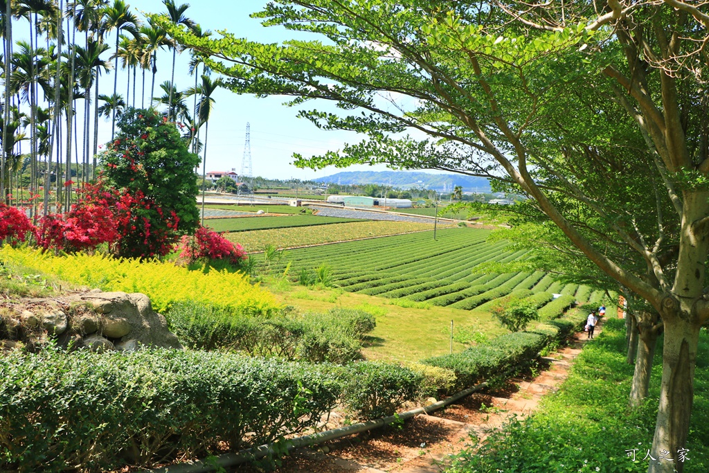 南投蚊香茶園 同心雙圓茶園 梯田景觀