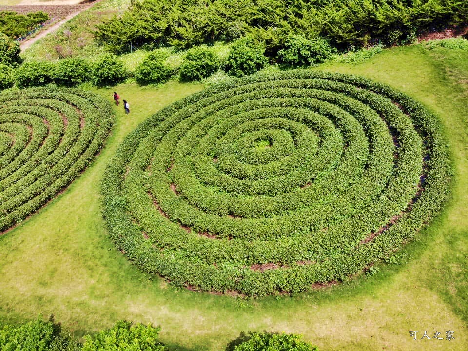 南投蚊香茶園 同心雙圓茶園 梯田景觀