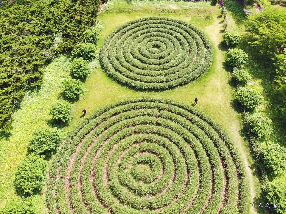 南投蚊香茶園 同心雙圓茶園 梯田景觀