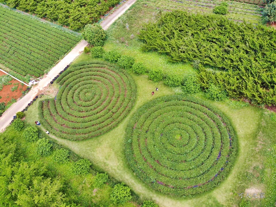 南投蚊香茶園 同心雙圓茶園 梯田景觀