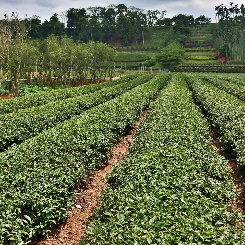 南投蚊香茶園 同心雙圓茶園 梯田景觀